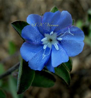  Flower
